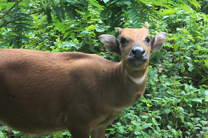 Buton anoa (Bubalus sp. nov.) looking at the camera - PCBA