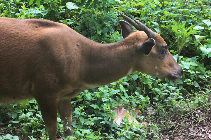 Buton anoa (Bubalus sp. nov.) looking away - PCBA