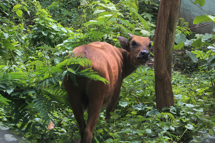 Buton anoa (Bubalus sp. nov.) looking back - PCBA