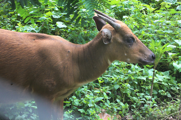 Buton anoa (Bubalus sp. nov.) side view - PCBA