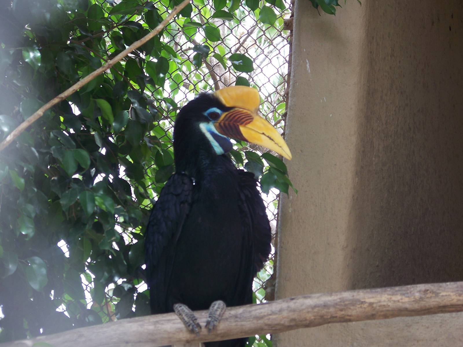Buton Hornbill