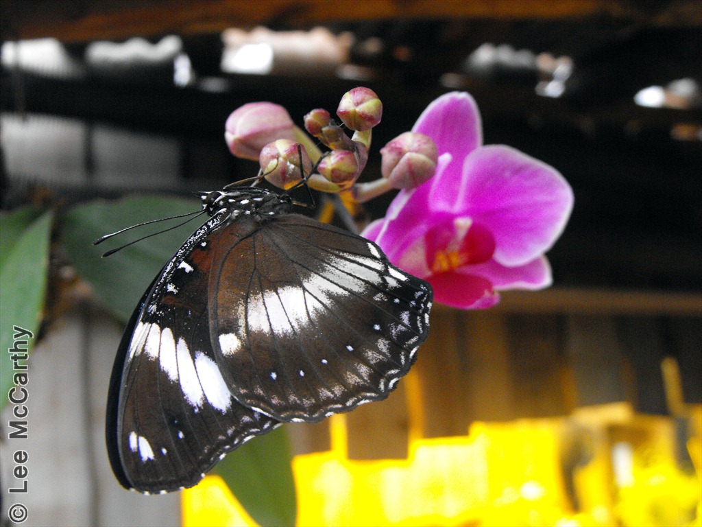 Buttefly & Flower Chester Zoo 31st October 2010