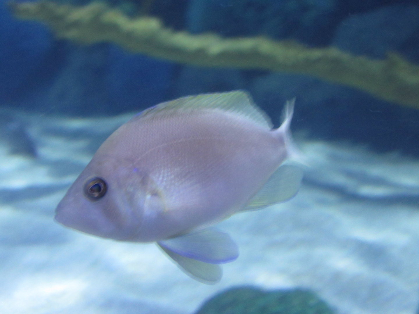 Butter Hamlet at Jenkinson's Aquarium