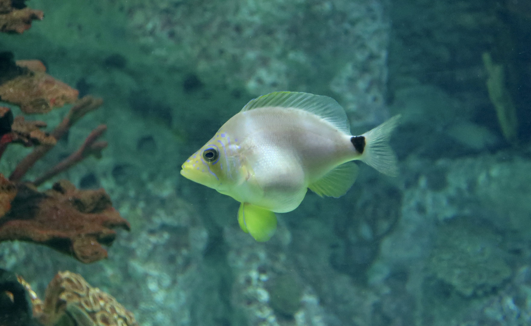 Butter Hamlet (Hypoplectrus unicolor)