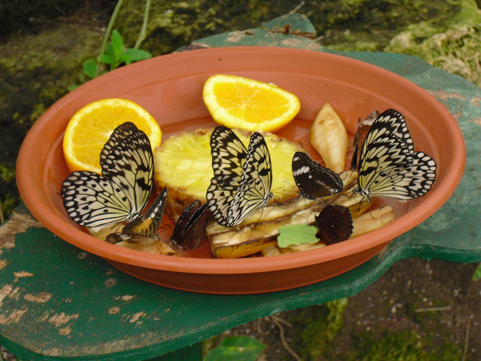 Butterflies - 27/10/2011