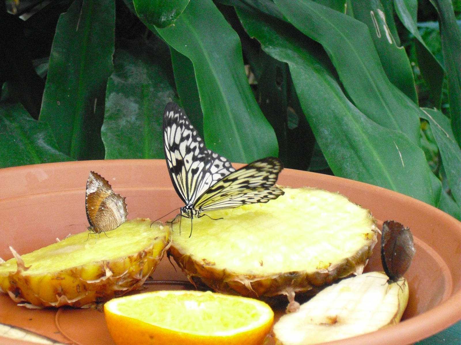 Butterflies - 27/10/2011