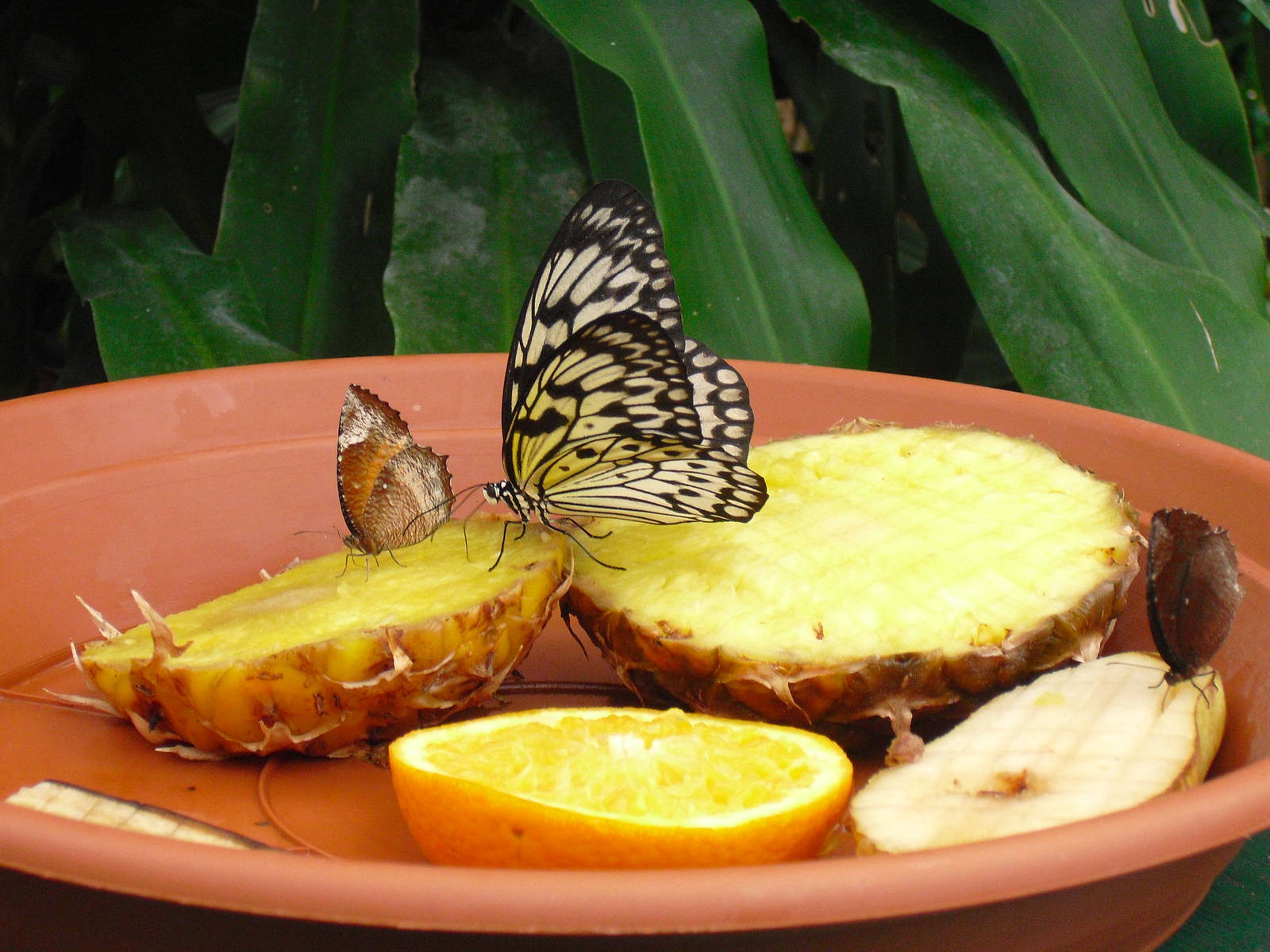 Butterflies - 27/10/2011