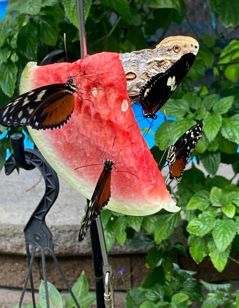 Butterflies (3/3/24)