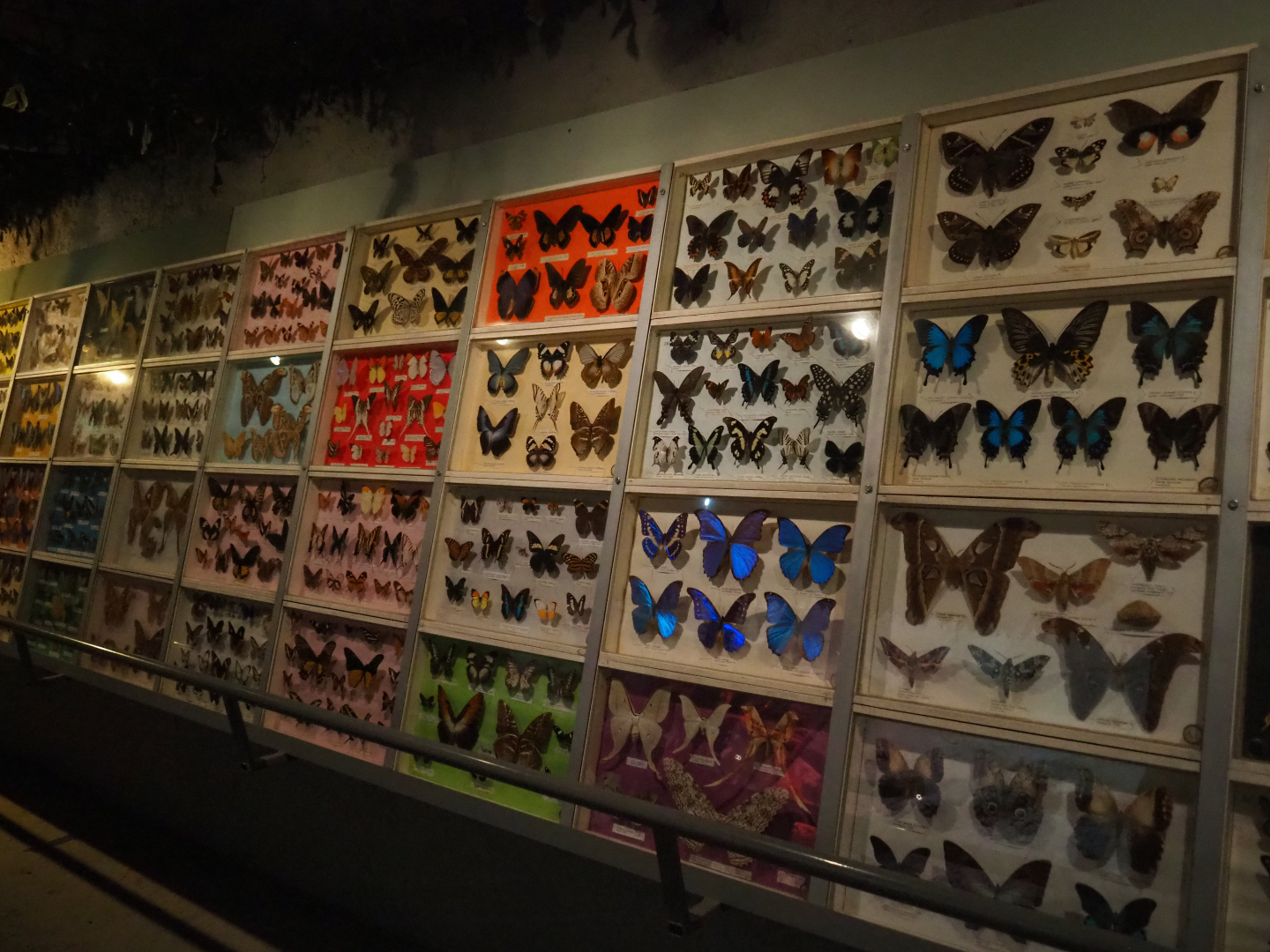 Butterflies and moths specimen collection wall in the reptile corridor of the tropical house, 2019-08-04