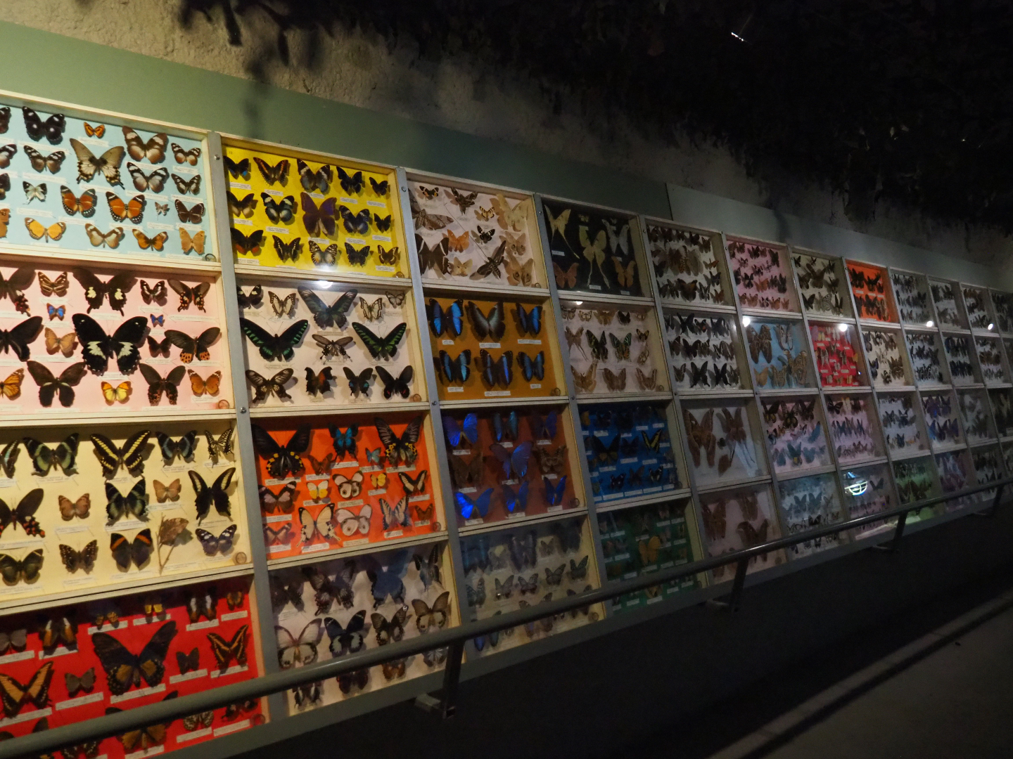 Butterflies and moths specimen collection wall in the reptile corridor of the tropical house, 2019-08-04