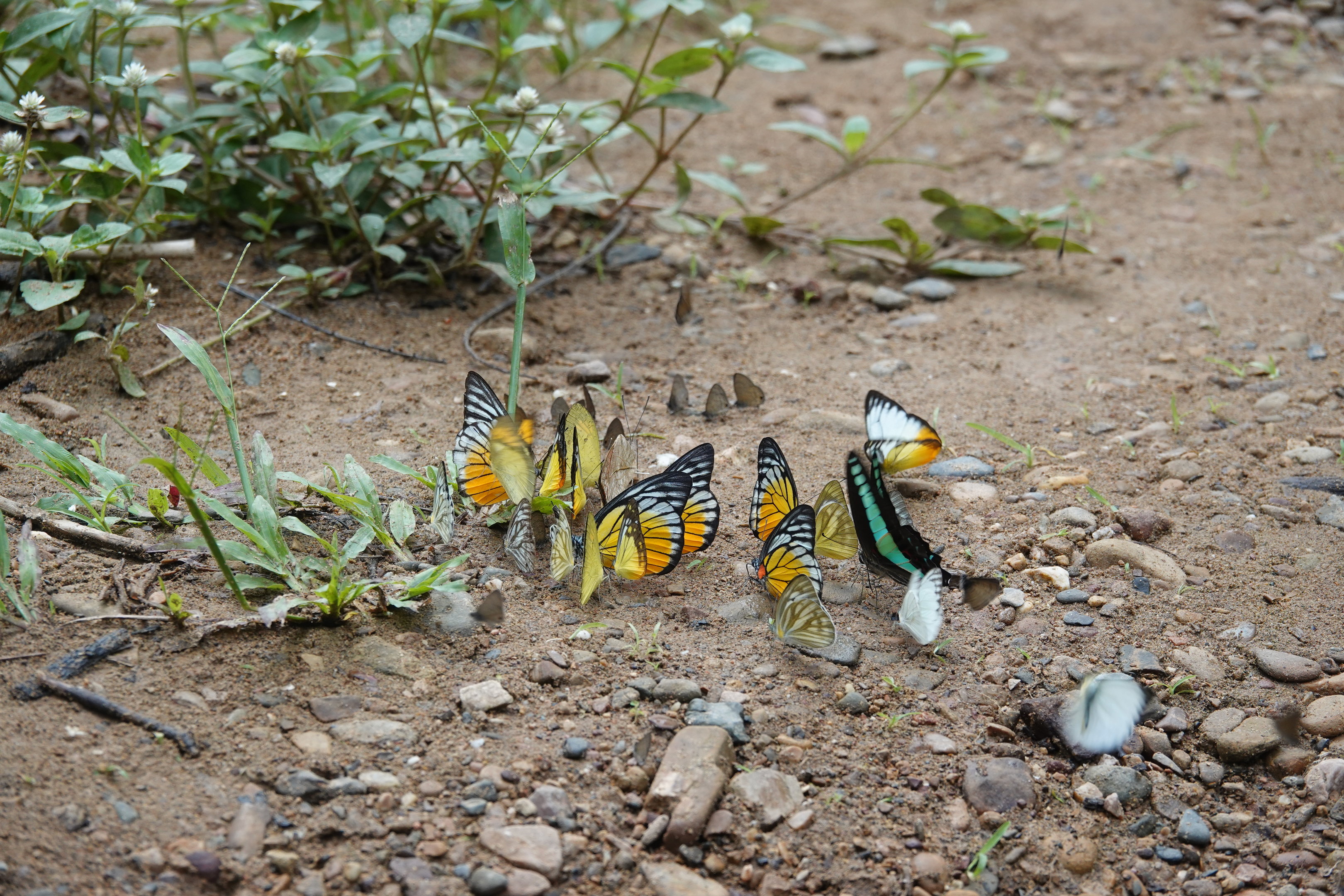 Butterflies at clay lick