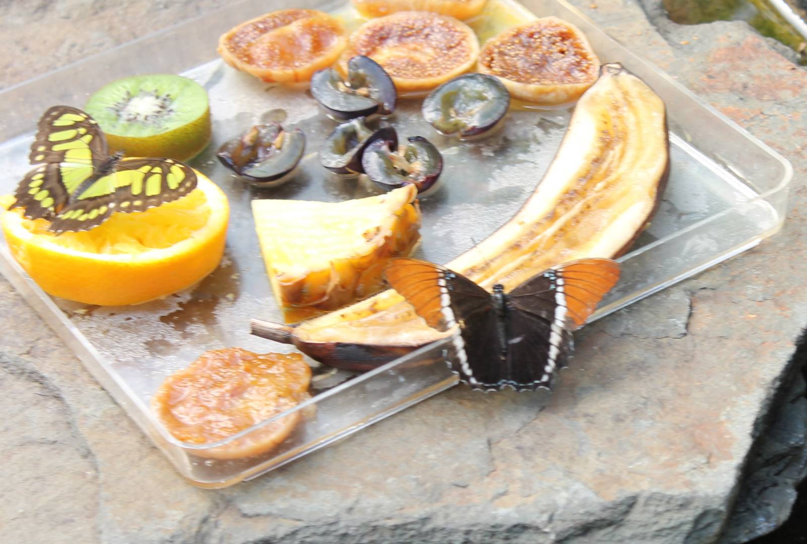 Butterflies at feeding-place
