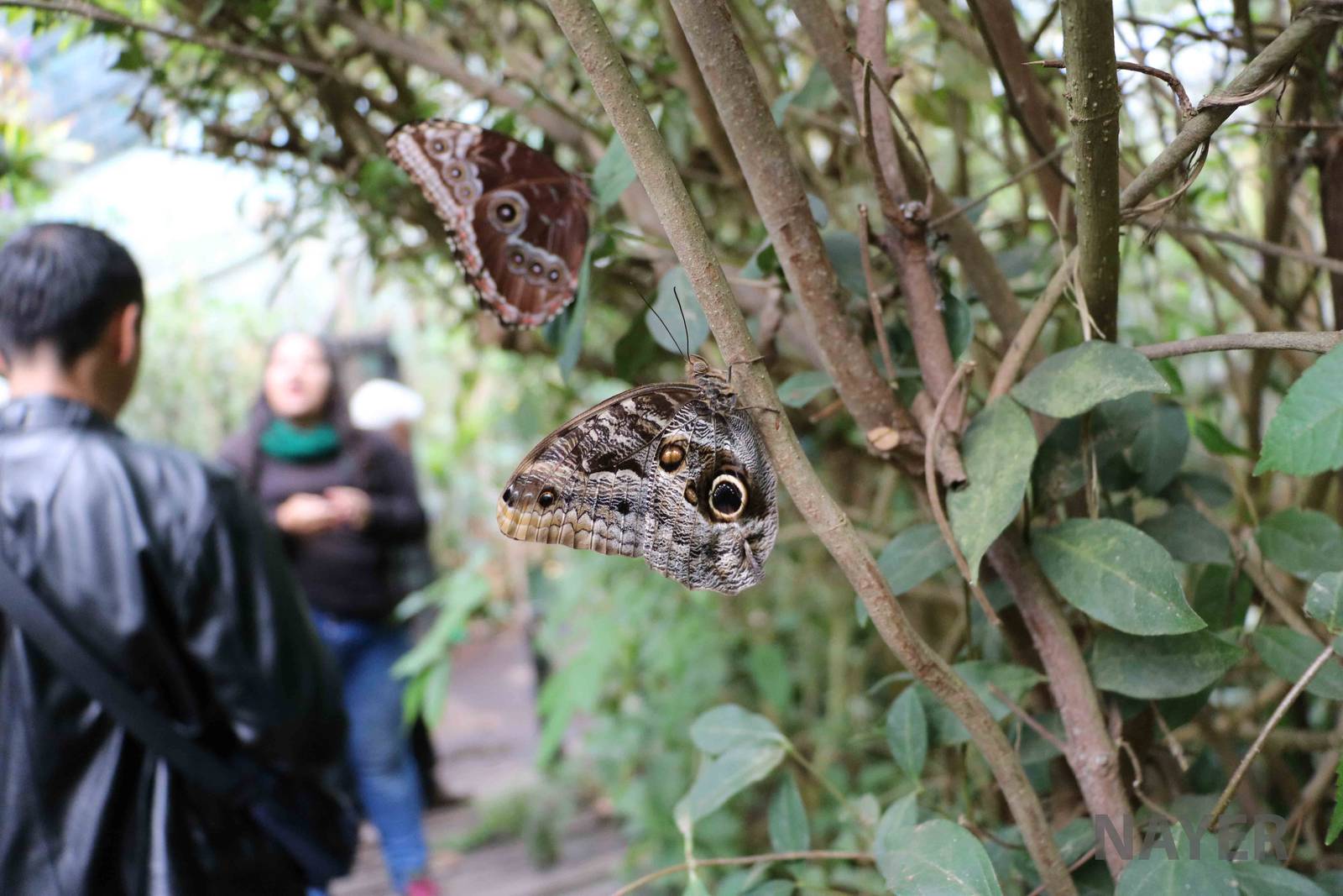 Butterflies - Bioparque la Reserva, March 2016