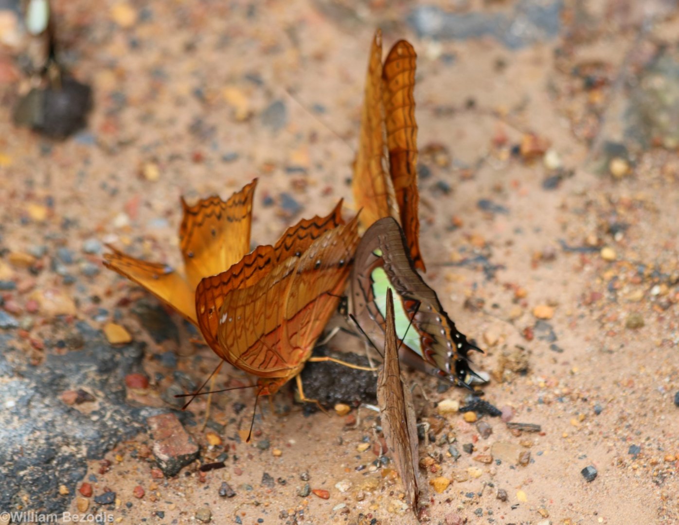 Butterflies - Cat Tien