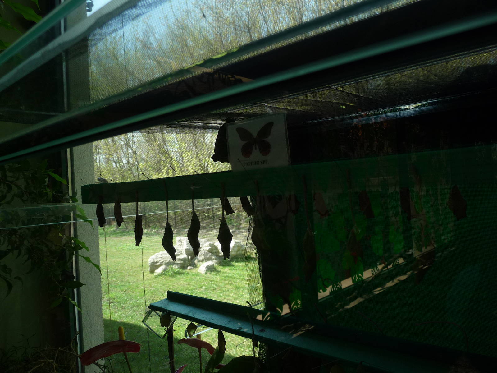 Butterflies chrysalis