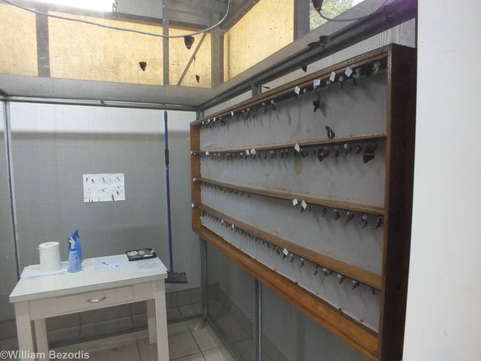 Butterflies Coming out of Chrysalises