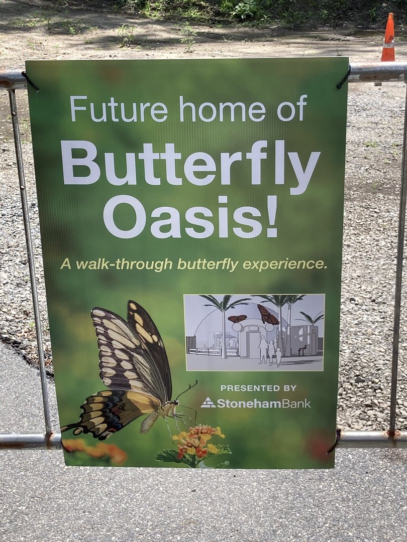 Butterflies Coming Soon