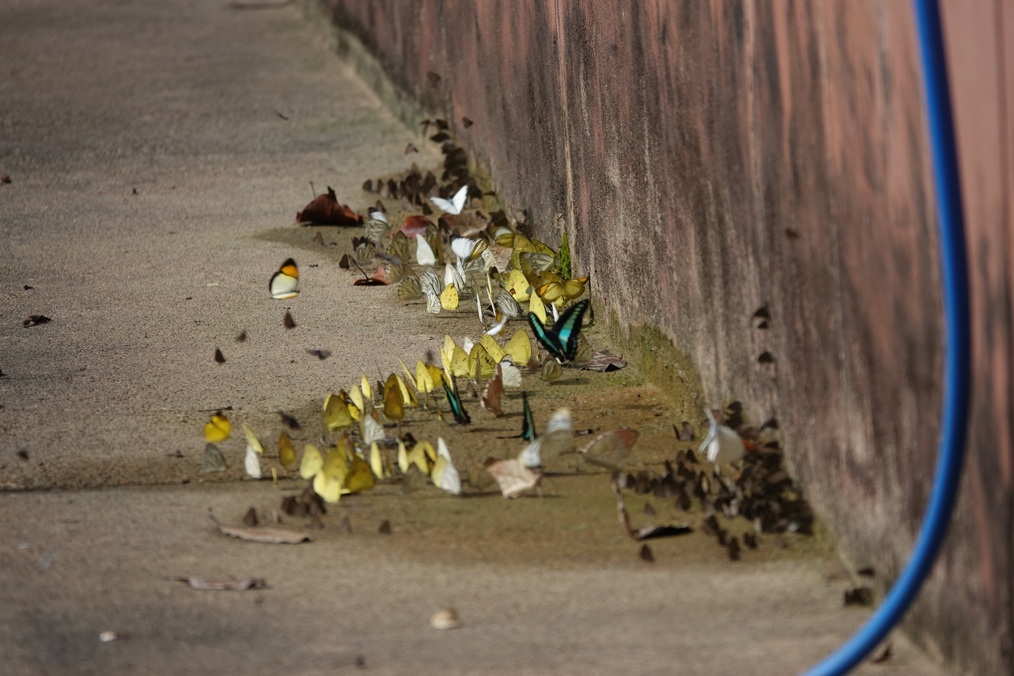 Butterflies drinking