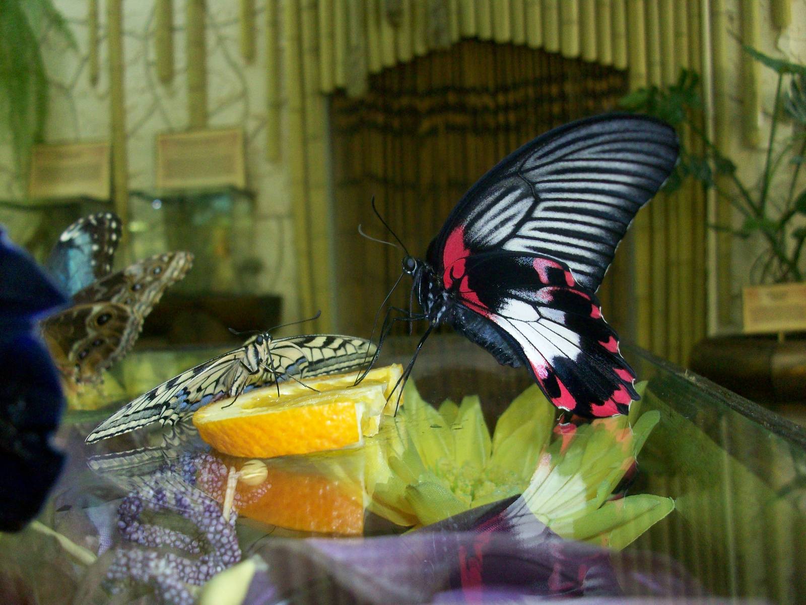 Butterflies feeding place