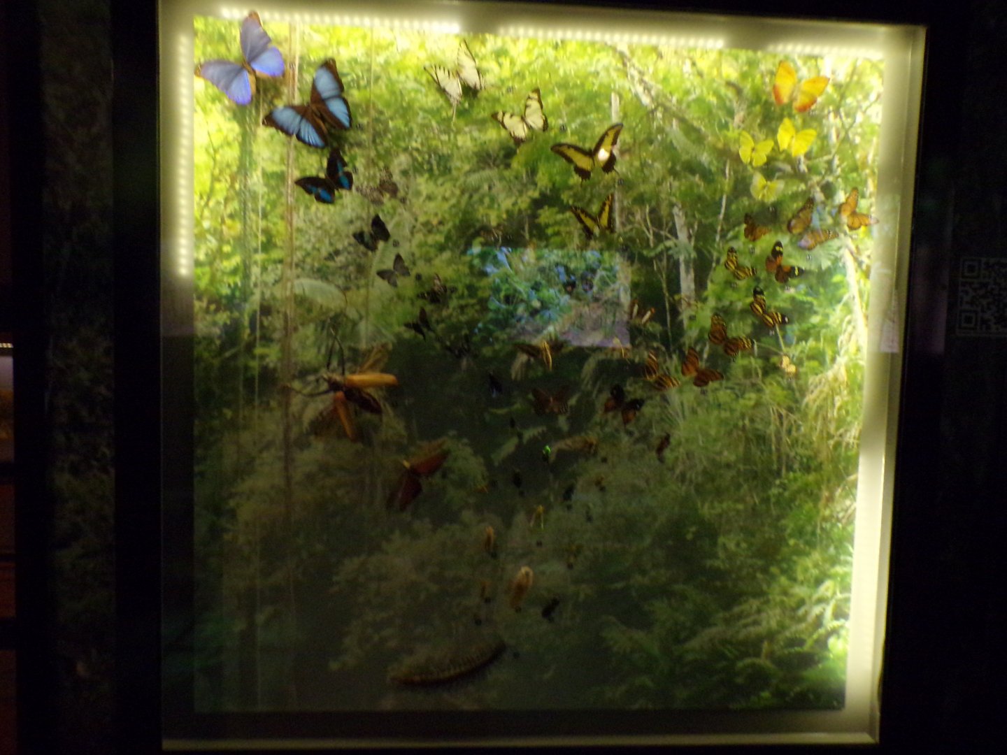 Butterflies in Amazon display (taken at Kelvingrove museum) 12.2.24