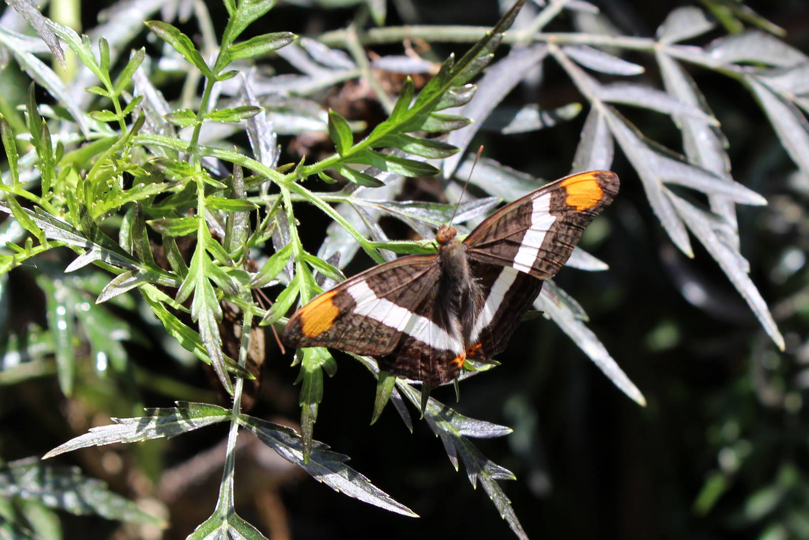 Butterflies In Bloom