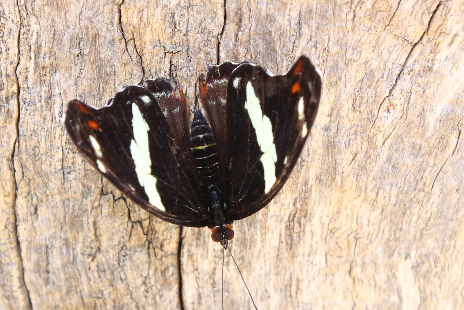 Butterflies In Bloom