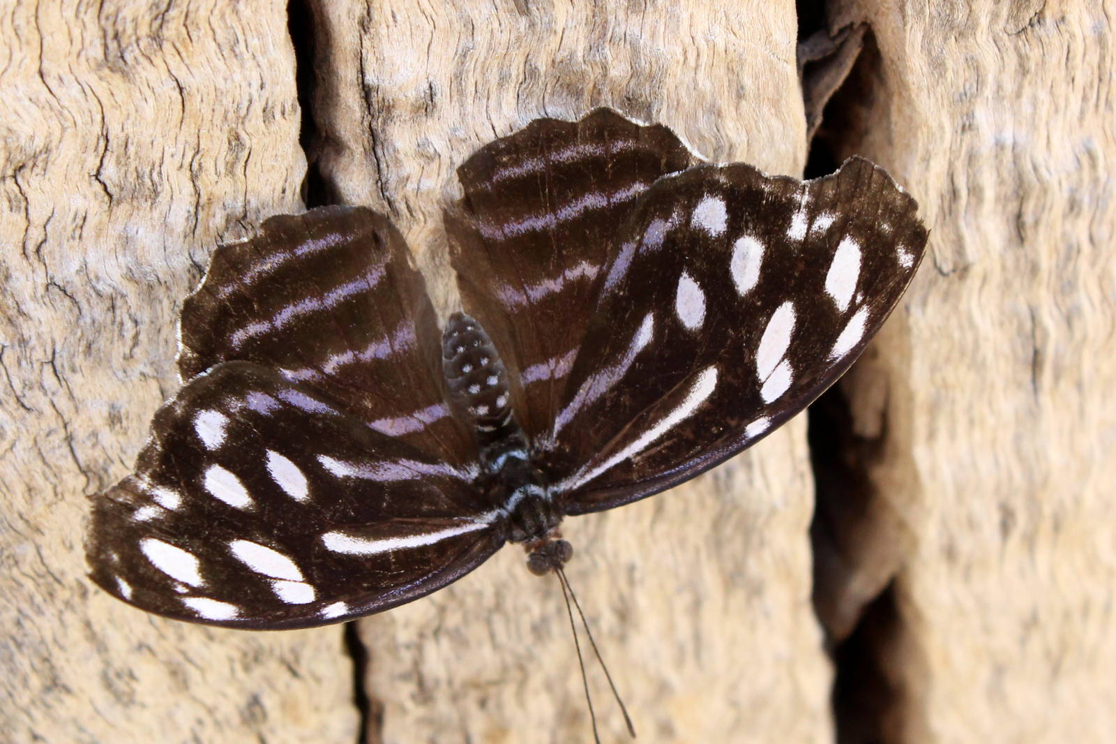 Butterflies In Bloom