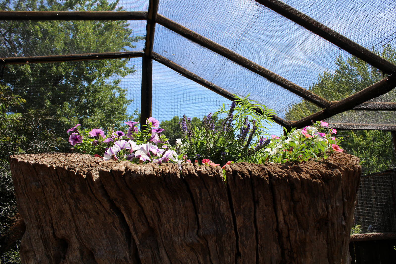 Butterflies In Bloom