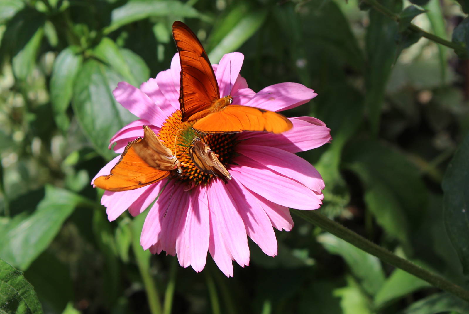 Butterflies In Bloom