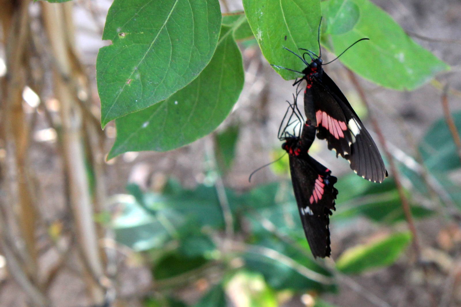 Butterflies In Bloom