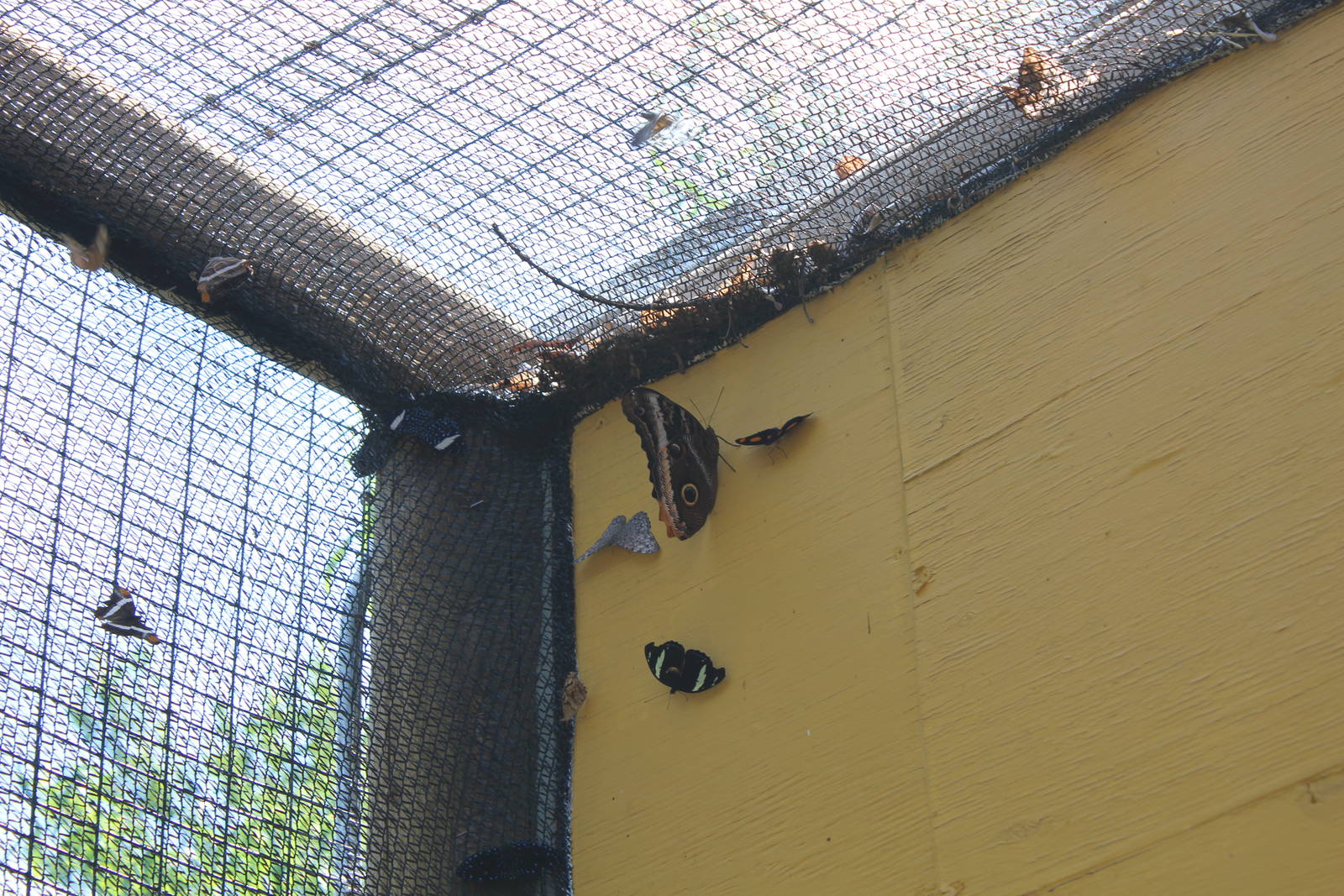 Butterflies In Bloom