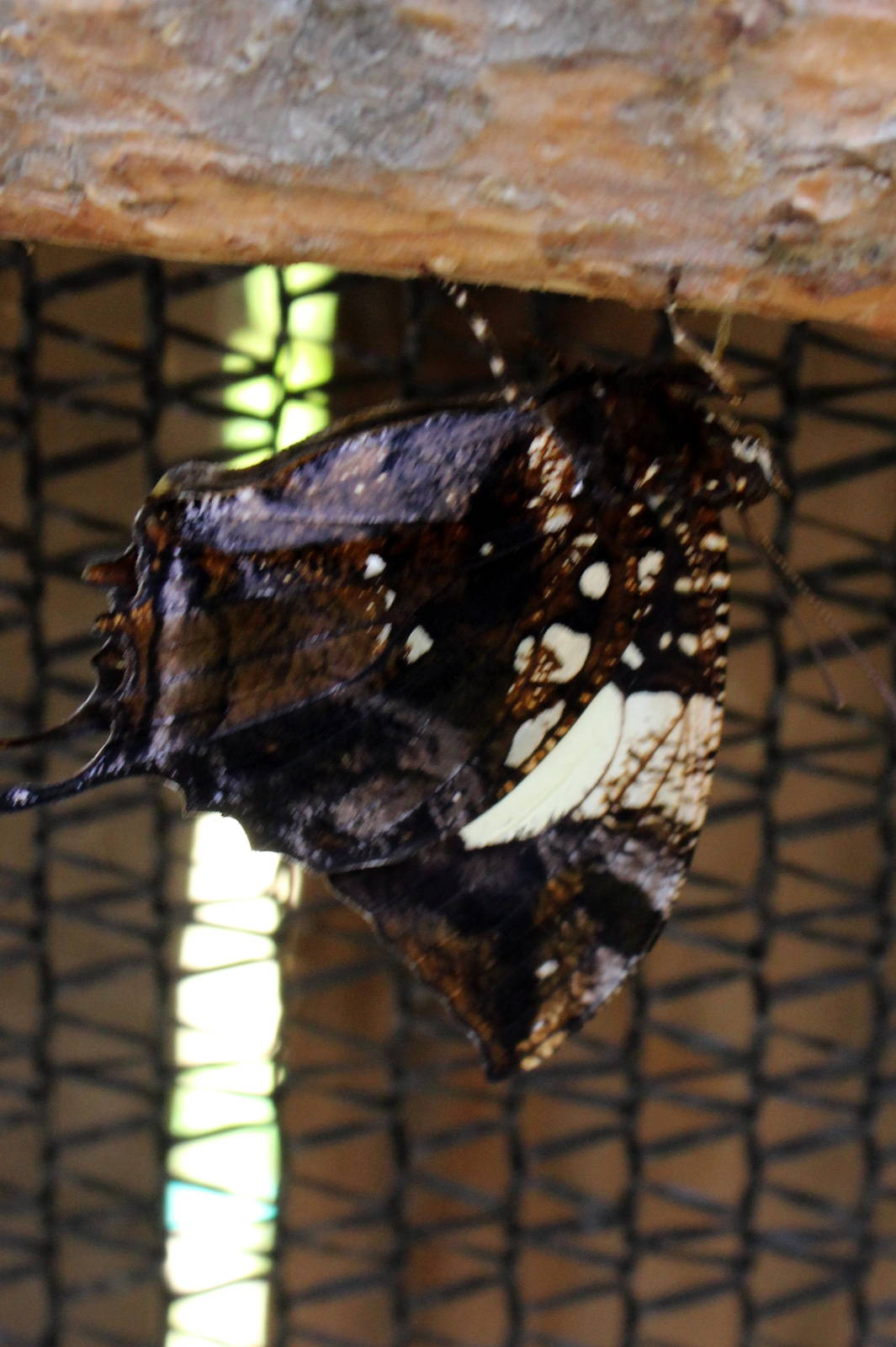 Butterflies In Bloom