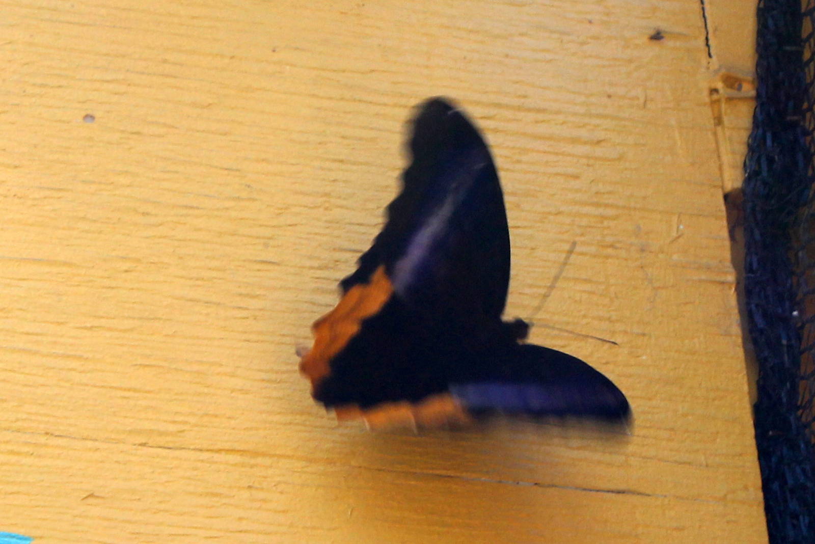 Butterflies In Bloom