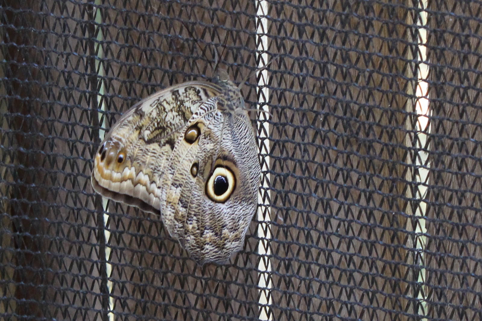 Butterflies In Bloom