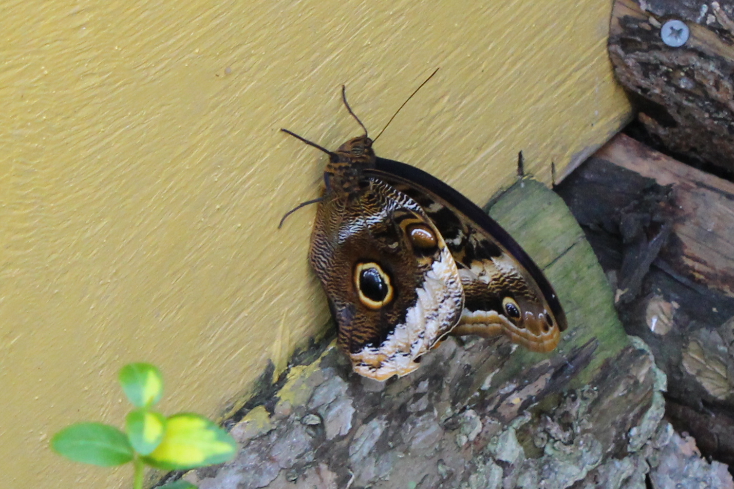 Butterflies In Bloom