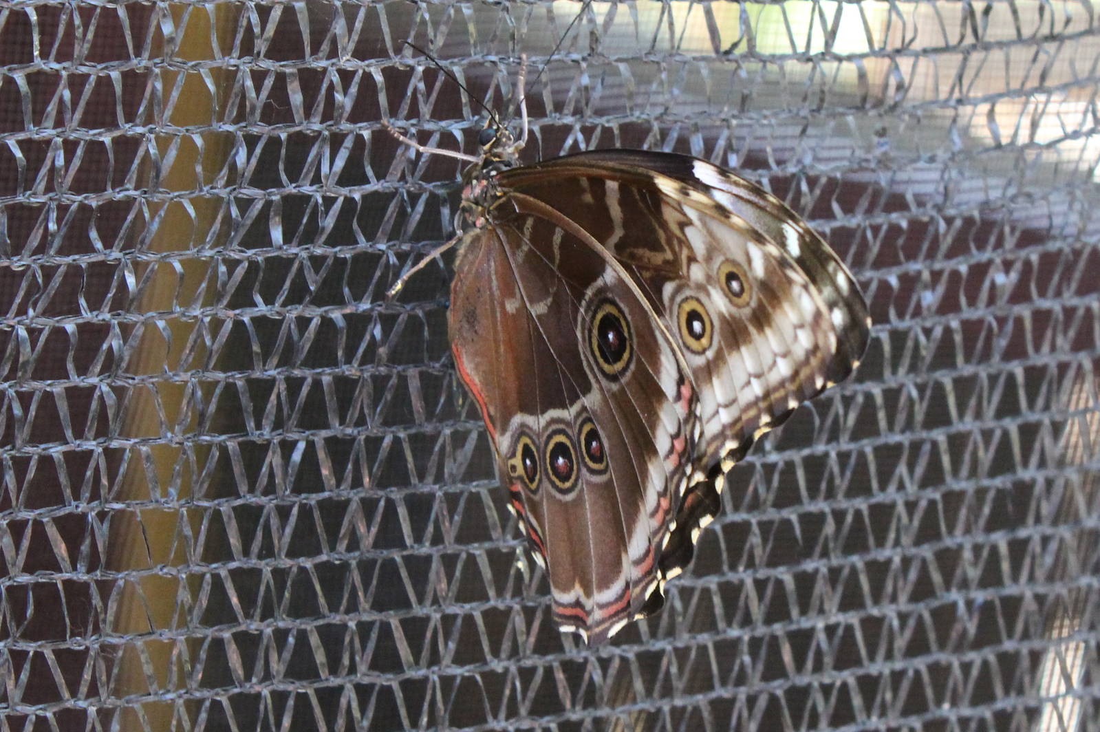 Butterflies In Bloom