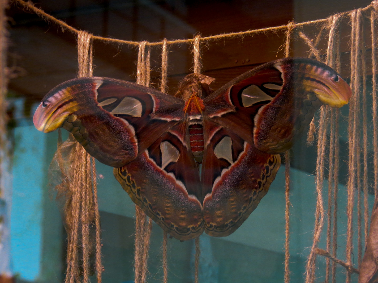 Butterflies In Flight Gallery - Atlas Moth
