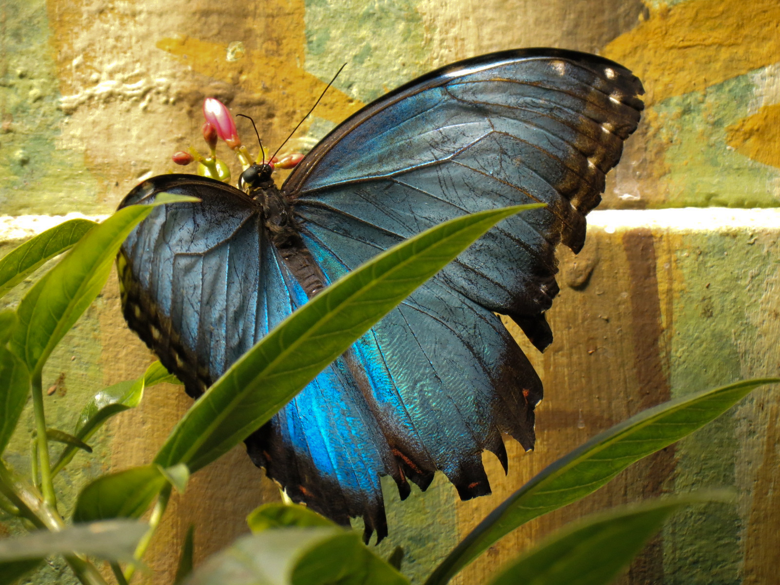 Butterflies In Flight Gallery - Blue Morpho