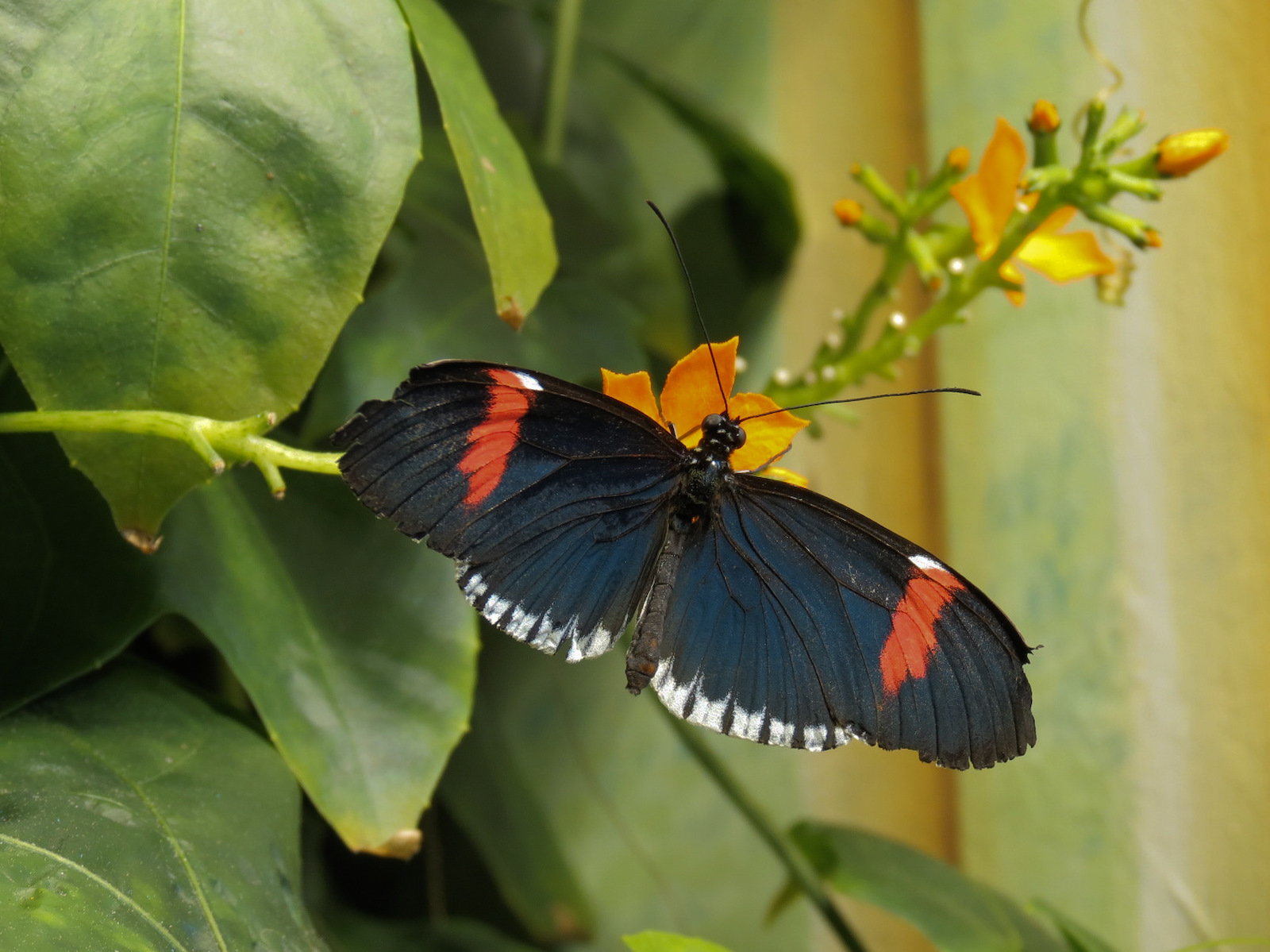Butterflies In Flight Gallery