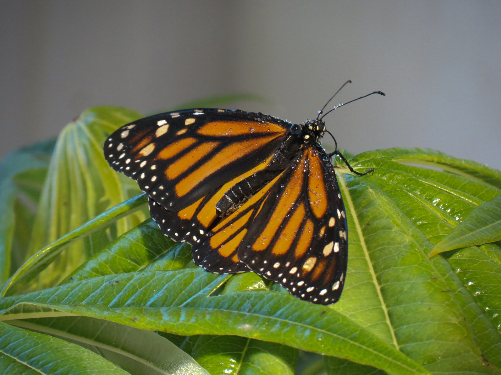 Butterflies In Flight Gallery