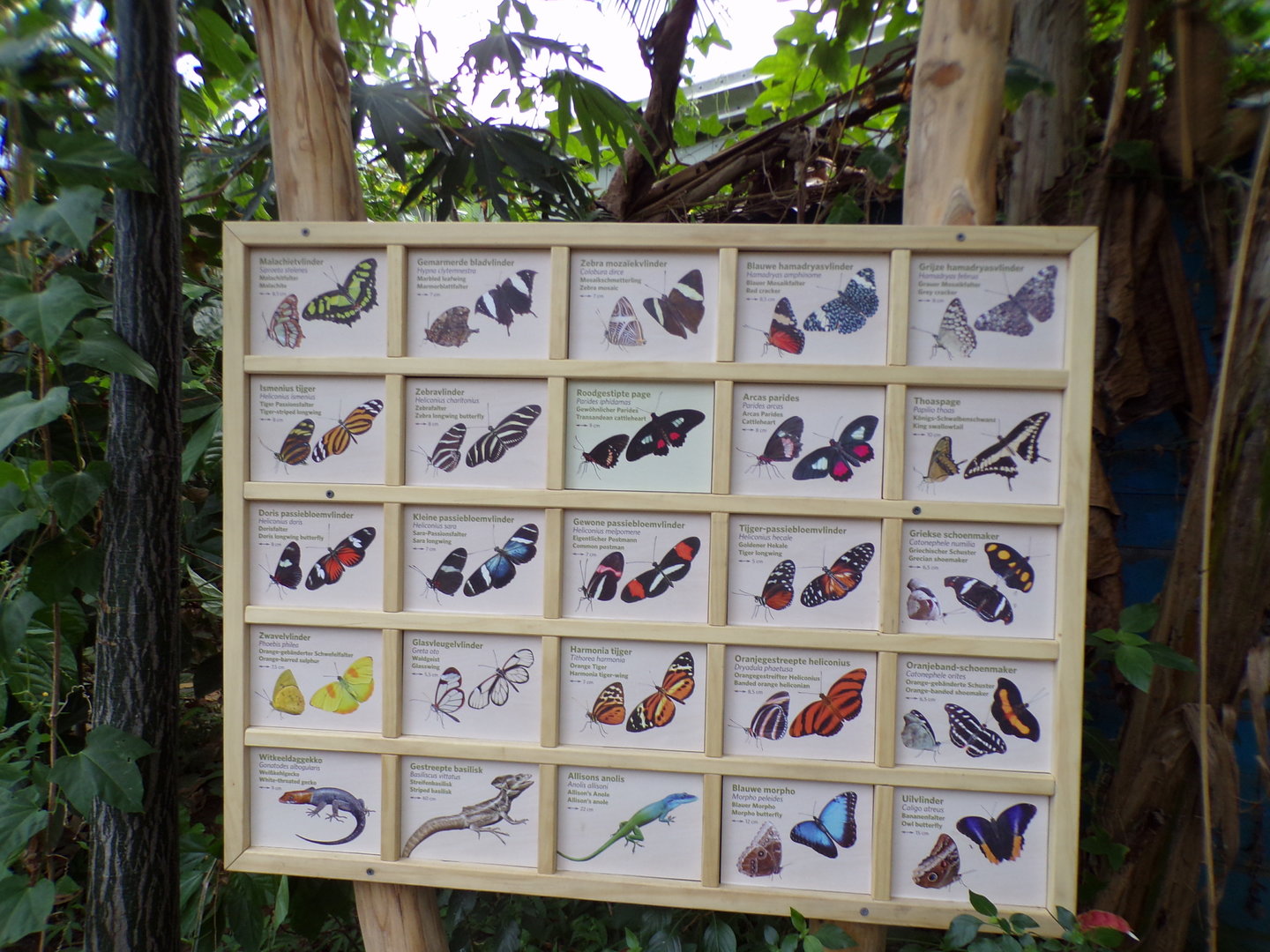 Butterflies in the Mangrove 6.7.23