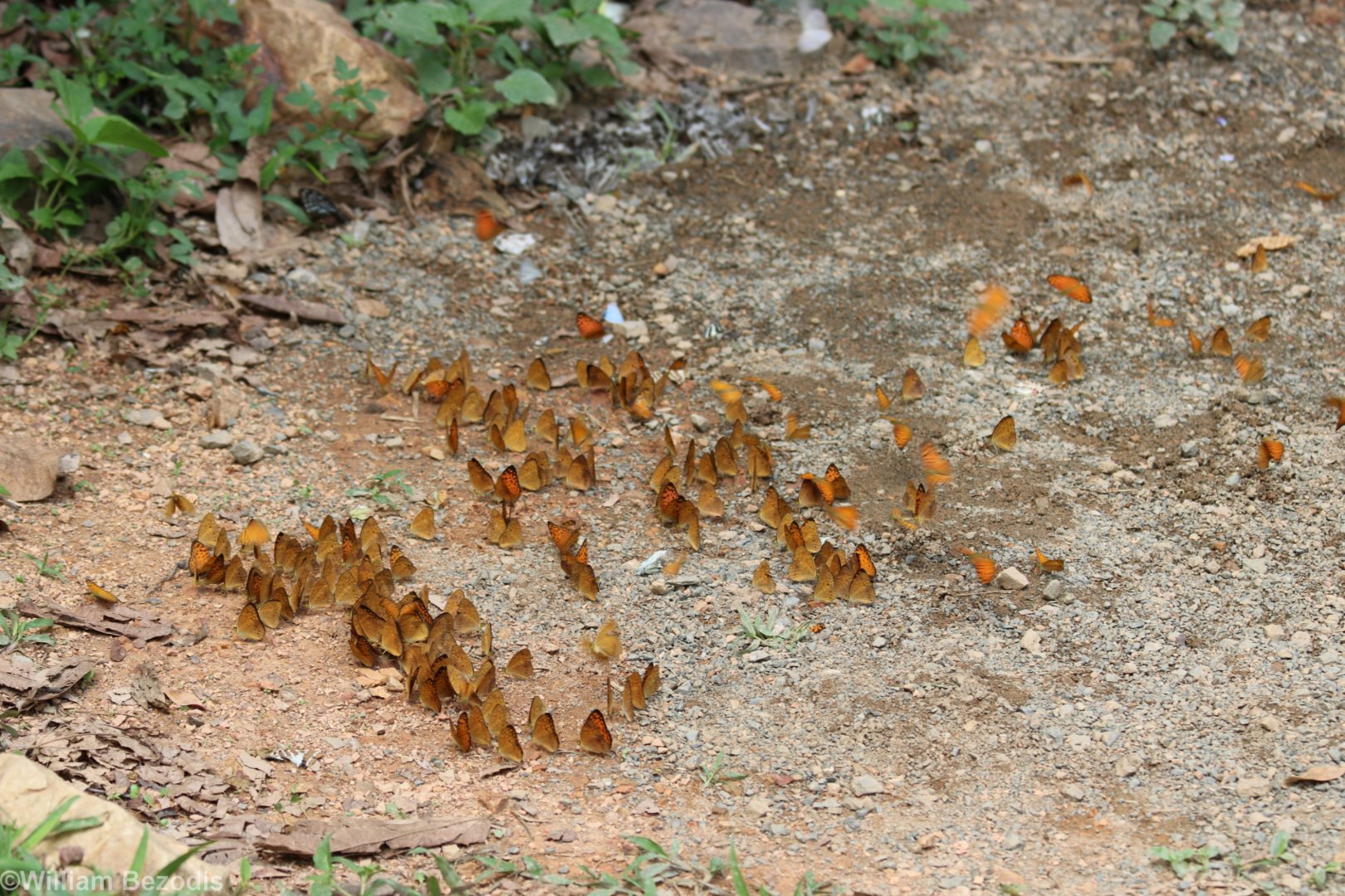 Butterflies - Kaeng Krachan National Park