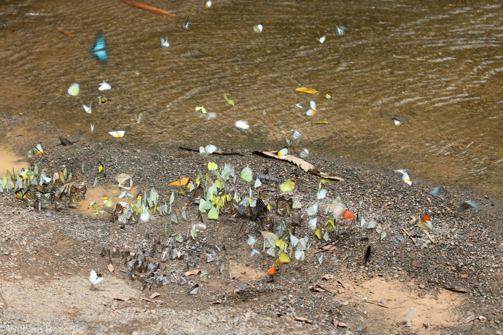 Butterflies - Kaeng Krachan National Park