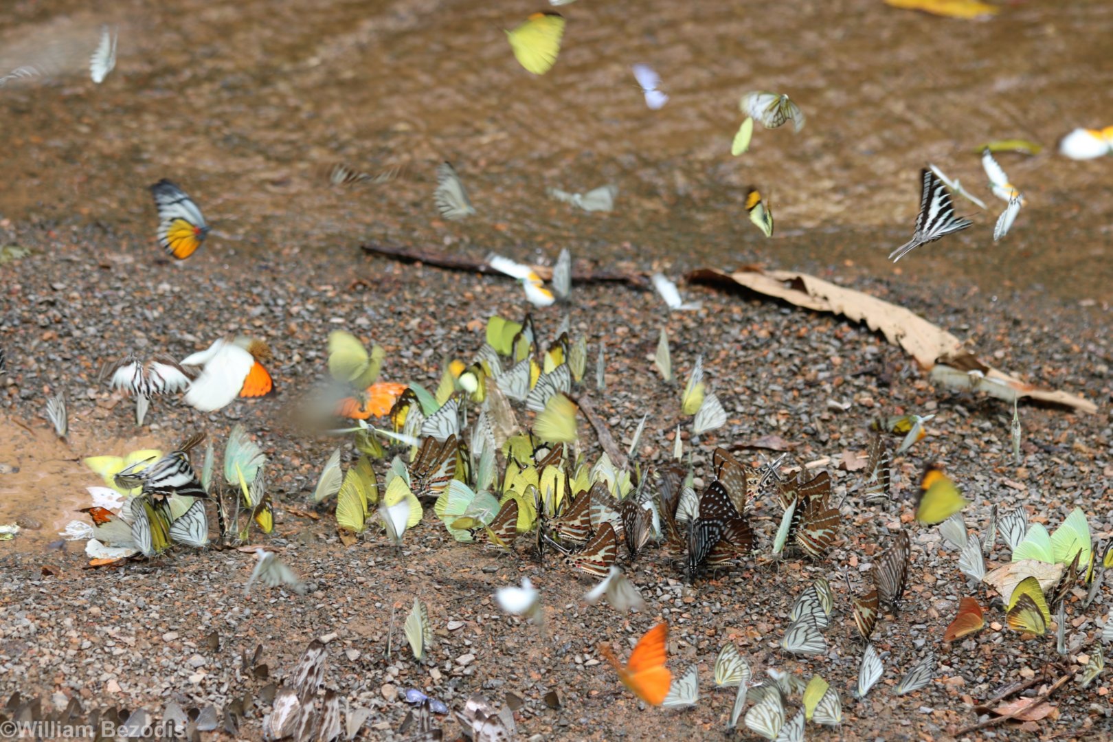 Butterflies - Kaeng Krachan National Park