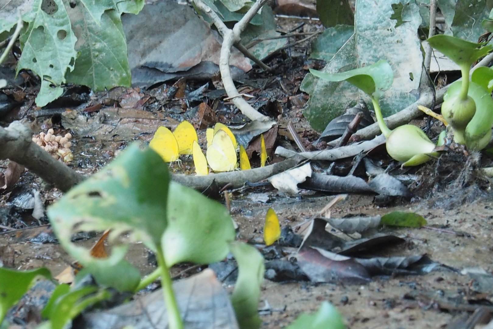 Butterflies - Kinabatangan River, Sabah, Borneo
