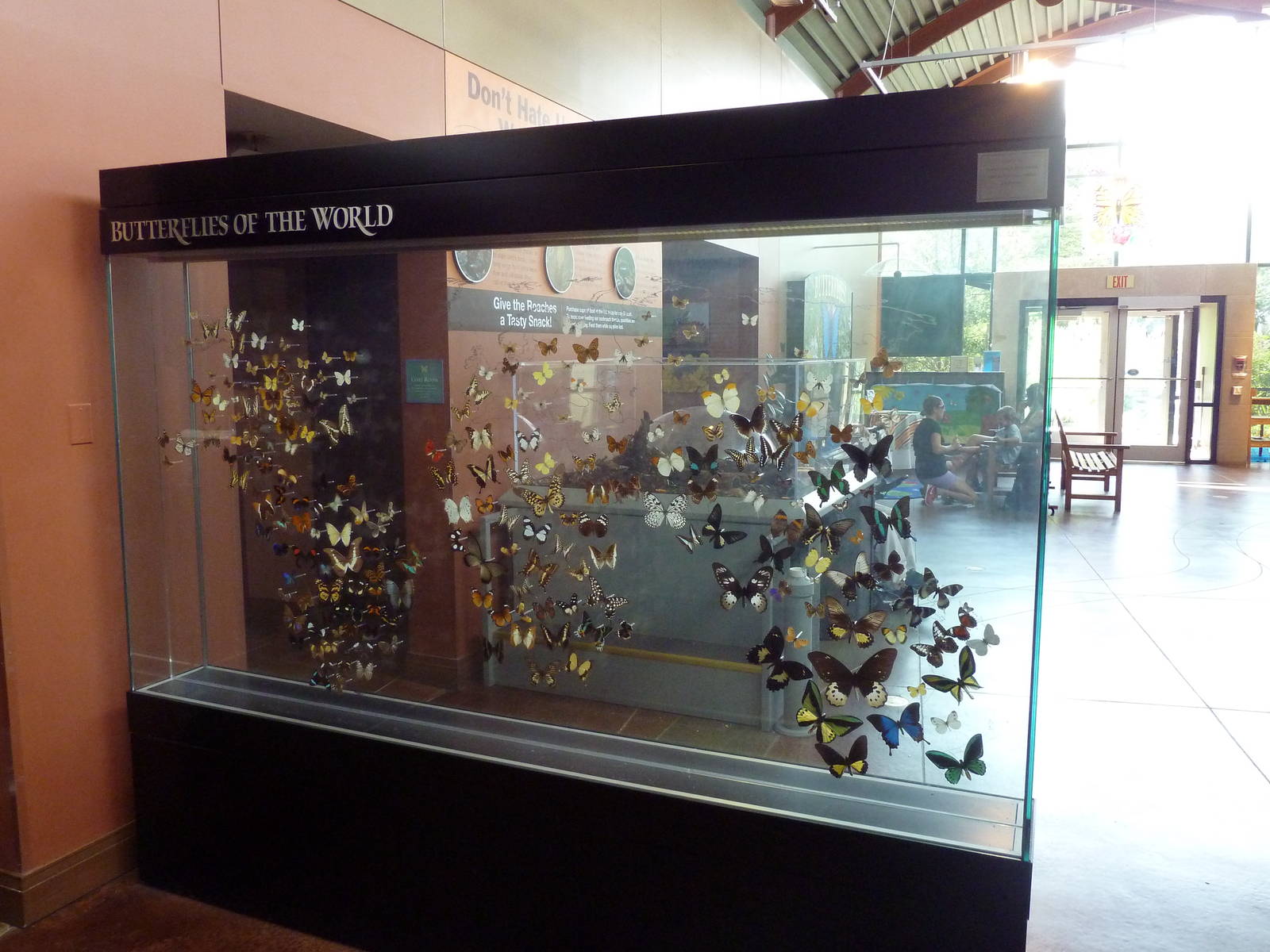 Butterflies of the World Display