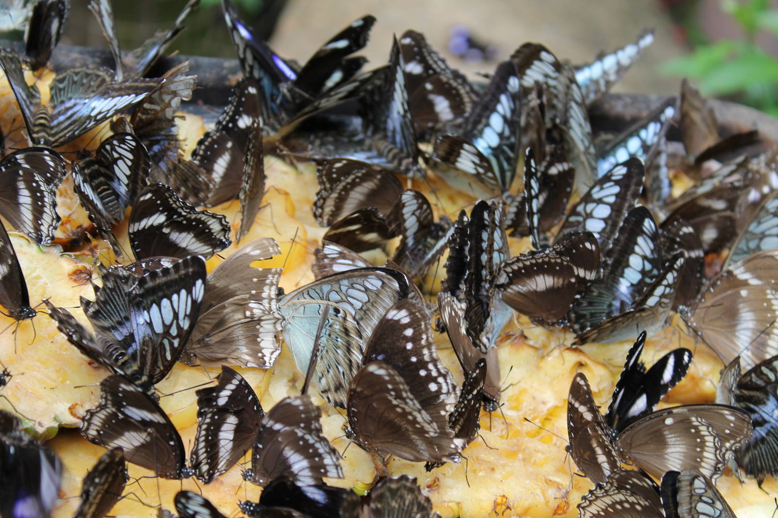 butterflies on pineapple slices