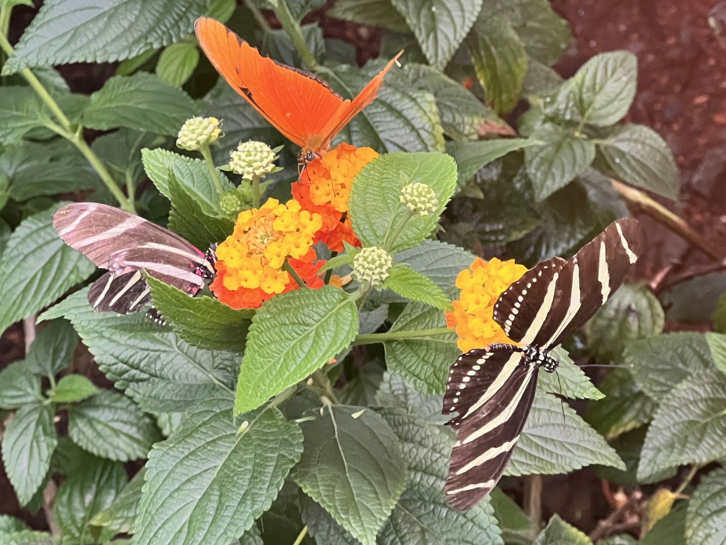 Butterflies pollinating Flowers