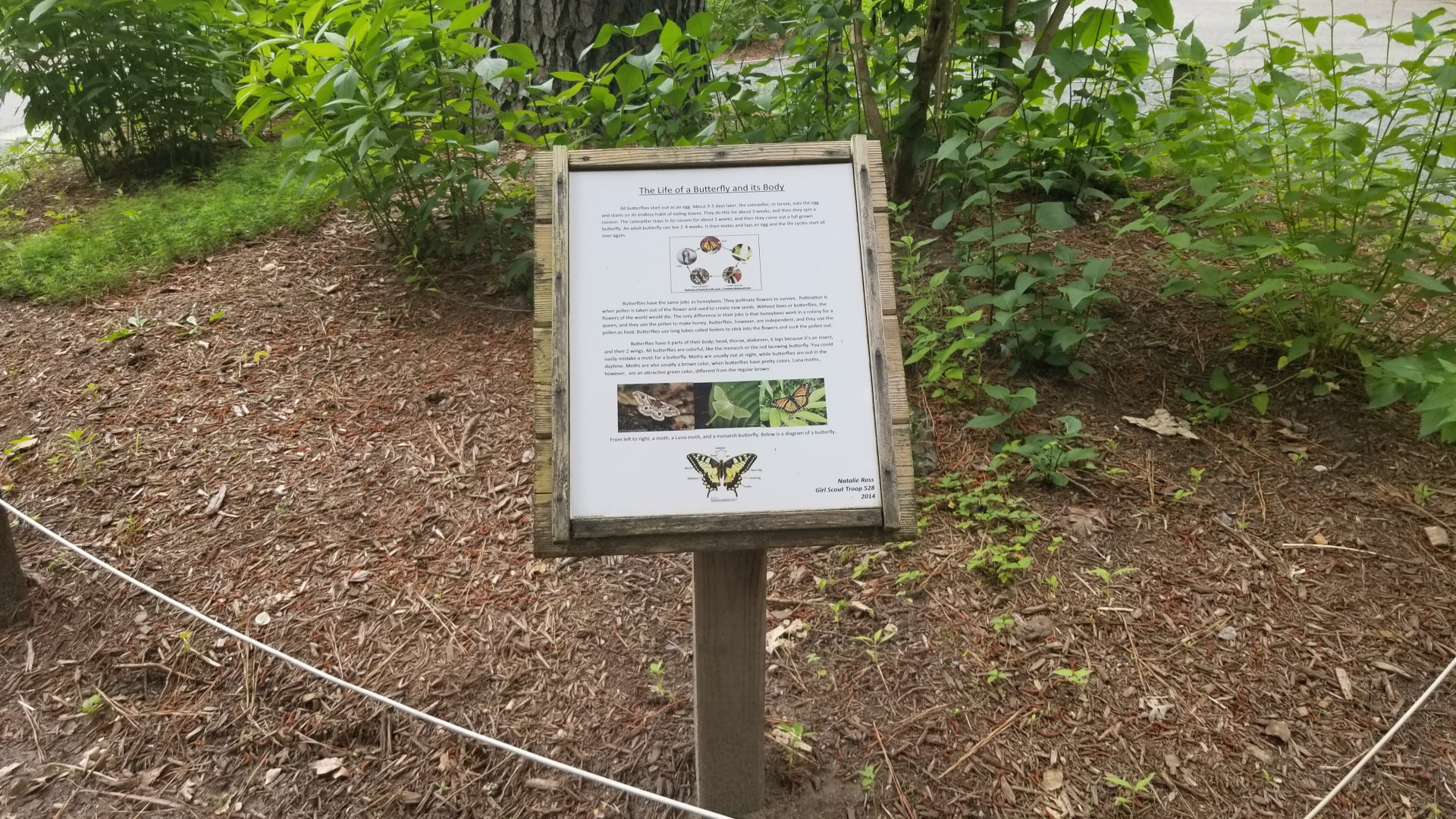 Butterflies sign