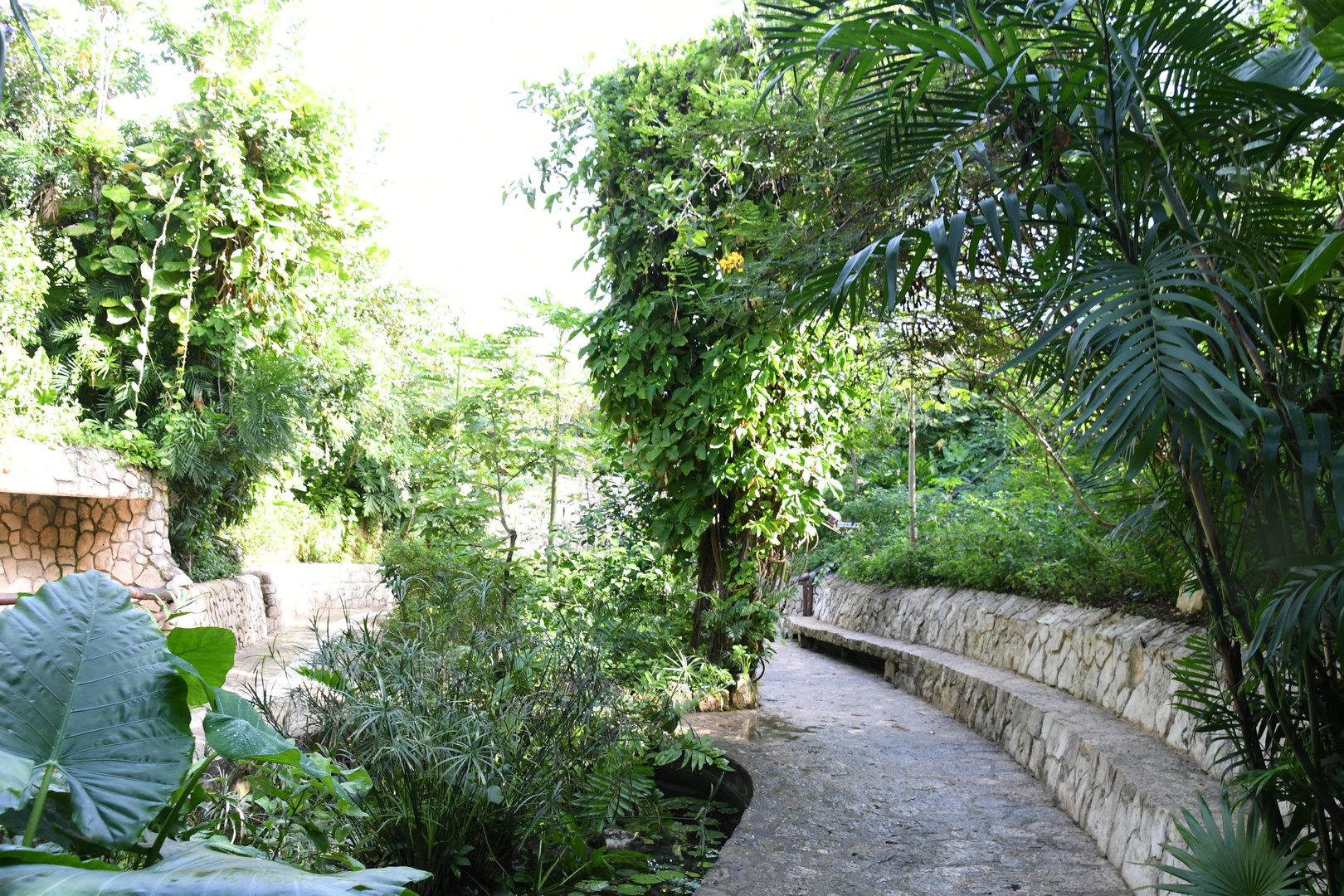 Butterflies Walkthrough